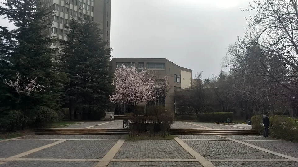 Мощёная площадь перед бетонными корпусами, за высокими елями — многоэтажное здание, в центре цветущее дерево