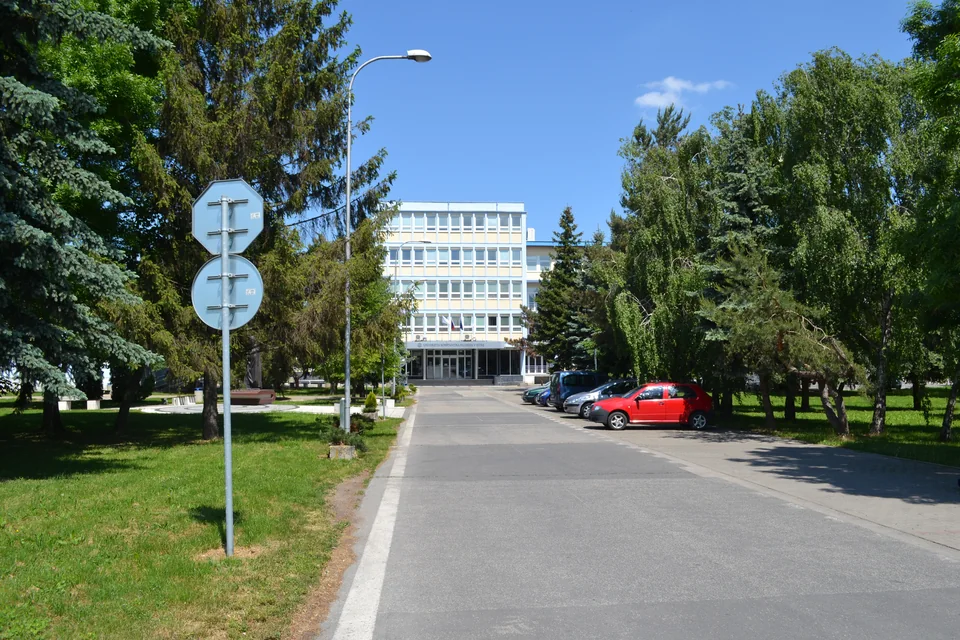 Дорога вдоль деревьев, в глубине светлое здание университета